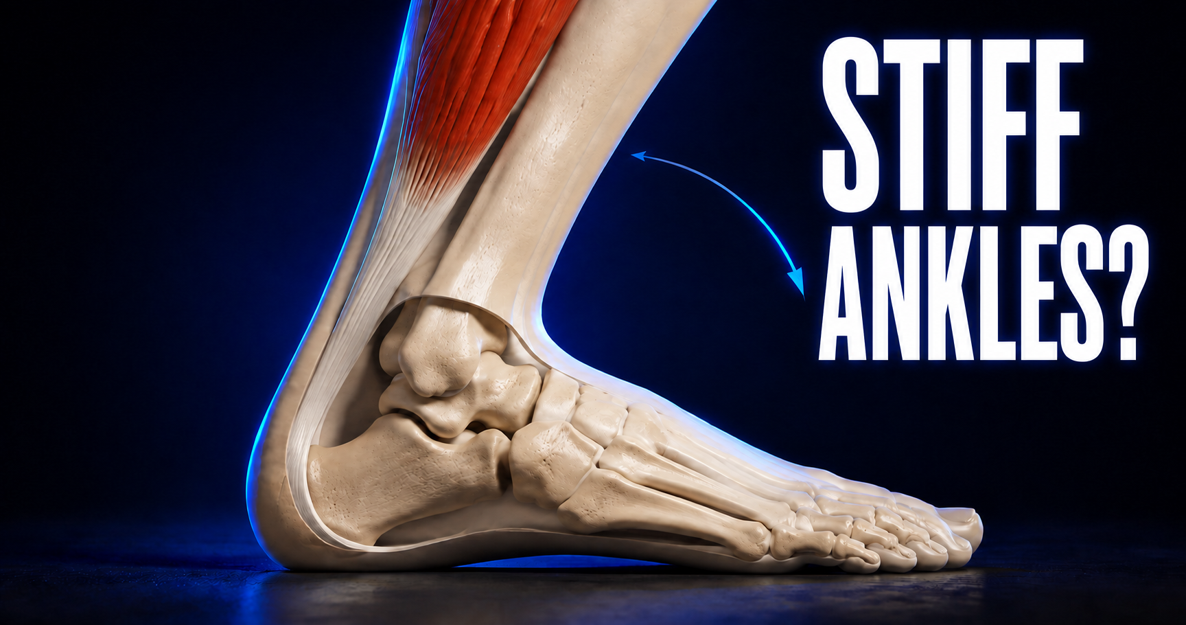 Ivory 3D anatomical ankle with a visible joint, highlighted calf muscle and the heel resting on the floor. Text: "STIFF ANKLES?".